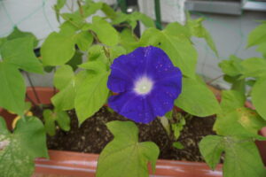 ６月23日(月)